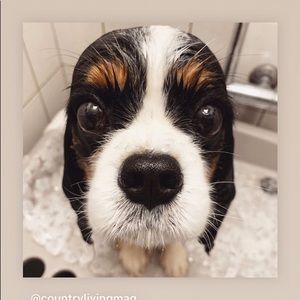 Meet your Posher, Julie